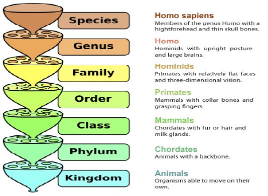 ""NCERT-Class-11-Biology-The-living-World-Important-Notes-1