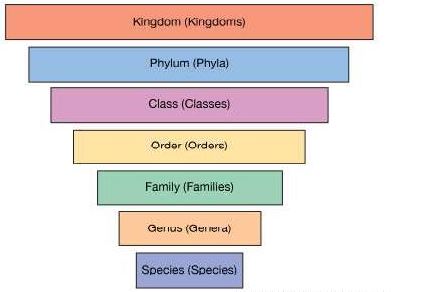 ""NCERT-Class-11-Biology-The-living-World-Important-Notes