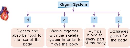 ""CBSE-Class-3-Science-NSO-Olympiad-MCQs-with-Answers-Set-O-10