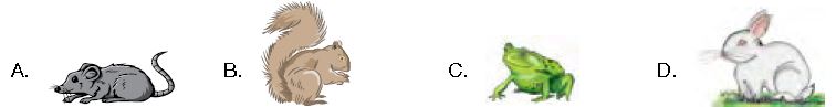 ""CBSE-Class-3-Science-NSO-Olympiad-MCQs-with-Answers-Set-U-5