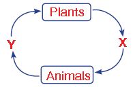 ""CBSE-Class-3-Science-NSO-Olympiad-MCQs-with-Answers-Set-U-6