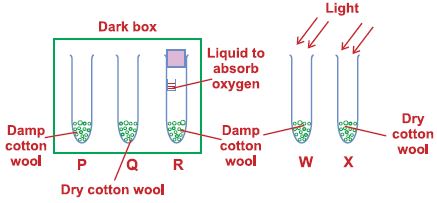 ""CBSE-Class-5-Science-NSO-Olympiad-MCQs-with-Answers-Set-L-14