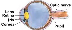 ""CBSE-Class-5-Science-NSO-Olympiad-MCQs-with-Answers-Set-L-9