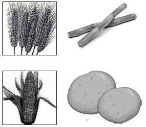 ""CBSE-Class-6-Science-Components-Of-Food-Worksheet-Set-D-4