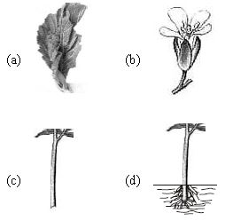 ""CBSE-Class-6-Science-Food-Where-Does-It-Come-From-Worksheet-Set-B-1