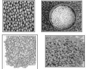 ""CBSE-Class-6-Science-Food-Where-Does-It-Come-From-Worksheet-Set-B-3