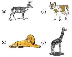 ""CBSE-Class-6-Science-Food-Where-Does-It-Come-From-Worksheet-Set-I-2