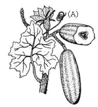 ""CBSE-Class-6-Science-Getting-To-Know-Plants-Worksheet-Set-B