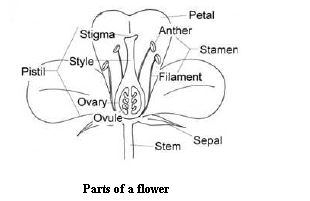 ""CBSE-Class-6-Science-Getting-To-Know-Plants-Worksheet-Set-C-3