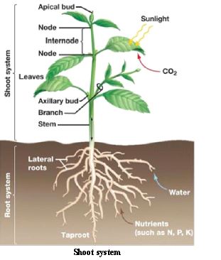 ""CBSE-Class-6-Science-Getting-To-Know-Plants-Worksheet-Set-C-4