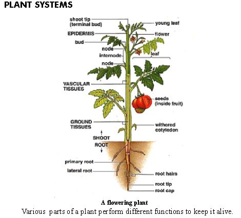 ""CBSE-Class-6-Science-Getting-To-Know-Plants-Worksheet-Set-C-7