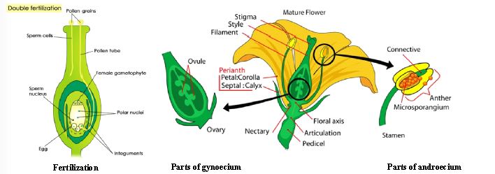 ""CBSE-Class-6-Science-Getting-To-Know-Plants-Worksheet-Set-C