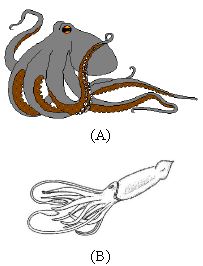 ""CBSE-Class-6-Science-Living-Organisms-And-Their-Surroundings-Worksheet-Set-C