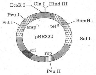 ""CBSE-Class-12-Biotechnology-Worksheet-Set-A