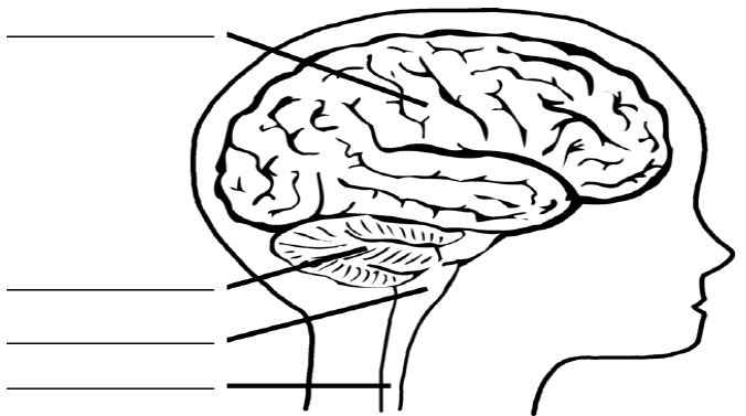 ""CBSE-Class-5-Science-Brain-Worksheet