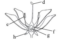 ""CBSE-Class-6-Science-NSO-Olympiad-MCQs-with-Answers-Set-M-11