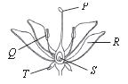 ""CBSE-Class-6-Science-NSO-Olympiad-MCQs-with-Answers-Set-N-26