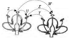 ""CBSE-Class-7-Science-NSO-Olympiad-MCQs-with-Answers-Set-A-24