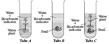 ""CBSE-Class-7-Science-NSO-Olympiad-MCQs-with-Answers-Set-C-15