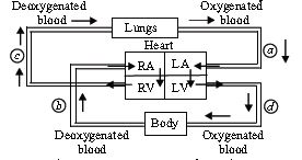 ""CBSE-Class-7-Science-NSO-Olympiad-MCQs-with-Answers-Set-C-17