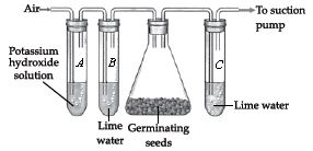 ""CBSE-Class-7-Science-NSO-Olympiad-MCQs-with-Answers-Set-C-18