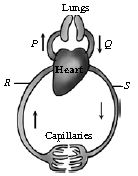 ""CBSE-Class-7-Science-NSO-Olympiad-MCQs-with-Answers-Set-D-14