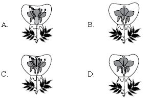 ""CBSE-Class-7-Science-NSO-Olympiad-MCQs-with-Answers-Set-D-16