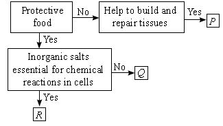 ""CBSE-Class-7-Science-NSO-Olympiad-MCQs-with-Answers-Set-D-17