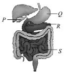 ""CBSE-Class-7-Science-NSO-Olympiad-MCQs-with-Answers-Set-F-23