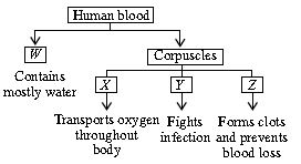 ""CBSE-Class-7-Science-NSO-Olympiad-MCQs-with-Answers-Set-F-28