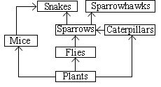 ""CBSE-Class-7-Science-NSO-Olympiad-MCQs-with-Answers-Set-H-29