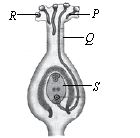 ""CBSE-Class-7-Science-NSO-Olympiad-MCQs-with-Answers-Set-J-8