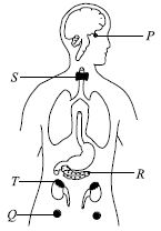 ""CBSE-Class-8-Science-NSO-Olympiad-MCQs-with-Answers-Set-A-2