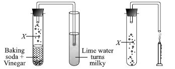 ""CBSE-Class-8-Science-NSO-Olympiad-MCQs-with-Answers-Set-B-15