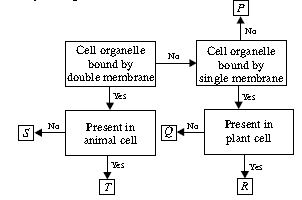 ""CBSE-Class-8-Science-NSO-Olympiad-MCQs-with-Answers-Set-E-16