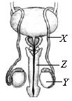 ""CBSE-Class-8-Science-NSO-Olympiad-MCQs-with-Answers-Set-E-18