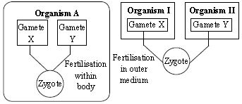 ""CBSE-Class-8-Science-NSO-Olympiad-MCQs-with-Answers-Set-J-16