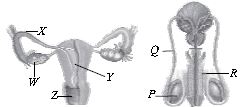 ""CBSE-Class-8-Science-NSO-Olympiad-MCQs-with-Answers-Set-M-13