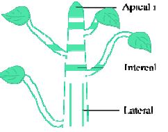 ""CBSE-Class-9-Biology-Question-Bank-Worksheet