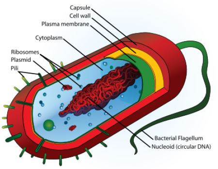 ""CBSE-Class-9-Biology-The-Fundamental-Unit-Of-Life-Worksheet-Set-C