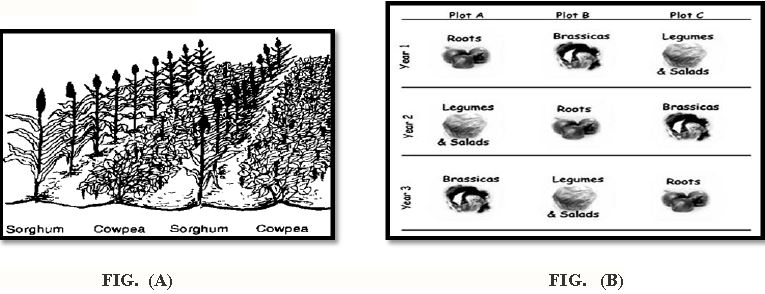 ""CBSE-Class-9-Science-Improvement-In-Food-Resources-Worksheet-Set-A-1