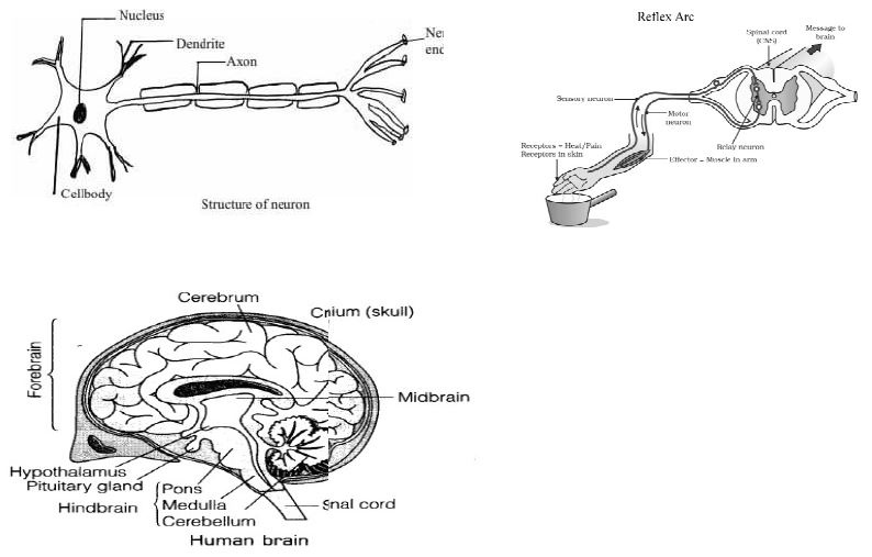 ""CBSE-Class-10-Biology-Control-And-Coordination-Worksheet-Set-B