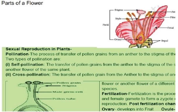 ""CBSE-Class-10-Biology-How-Do-Organisms-Reproduce-Worksheet-Set-C-1