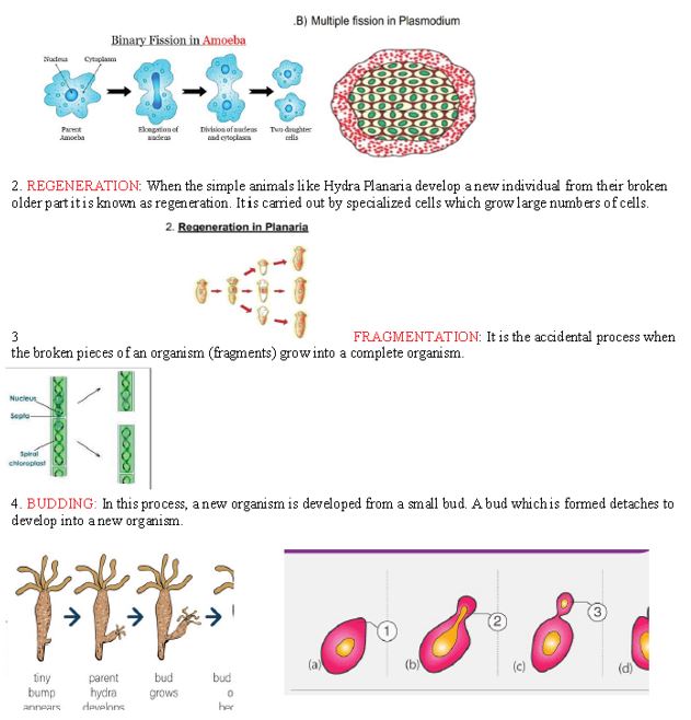 ""CBSE-Class-10-Biology-How-Do-Organisms-Reproduce-Worksheet-Set-C