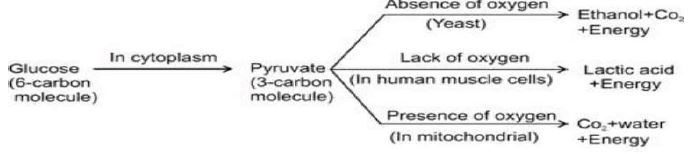 ""CBSE-Class-10-Biology-Life-Processes-Worksheet-Set-C-1