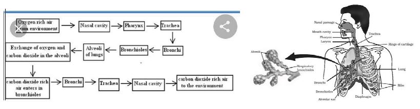 ""CBSE-Class-10-Biology-Life-Processes-Worksheet-Set-C-2