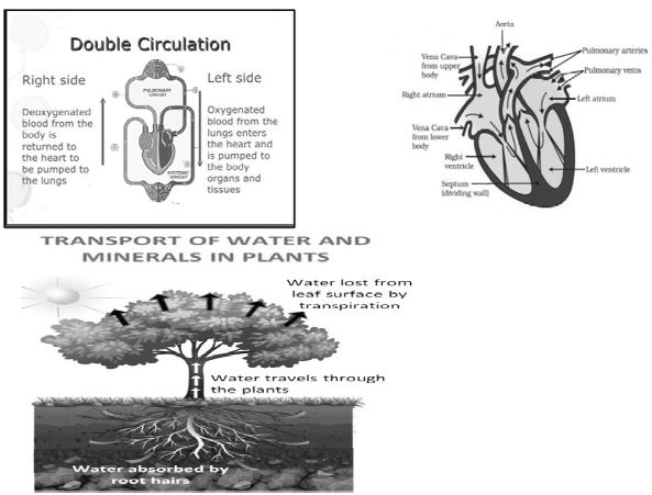 ""CBSE-Class-10-Biology-Life-Processes-Worksheet-Set-C-4