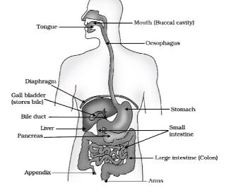 ""CBSE-Class-10-Biology-Life-Processes-Worksheet-Set-C