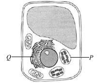 ""CBSE-Class-8-Science-NSO-Olympiad-MCQs-with-Answers-Set-F-17