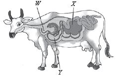 ""CBSE-Class-8-Science-NSO-Olympiad-MCQs-with-Answers-Set-I-21